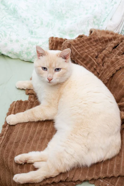 ベッドの上に赤い耳と鼻の茶色のベッドの上にタイの猫 — ストック写真