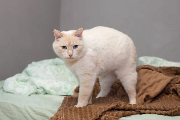 Thaise Siamees Binnenlandse Kat Rode Punt Met Rode Oren Slapen — Stockfoto