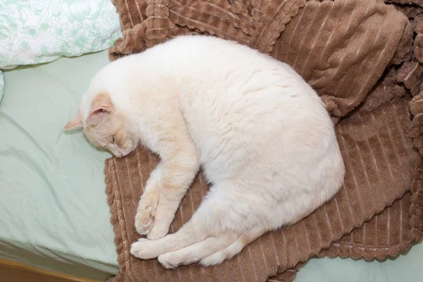 シアメス 国内の猫の赤い点で Da中に茶色のぬいぐるみや毛布の上で家で寝ている赤い耳 — ストック写真