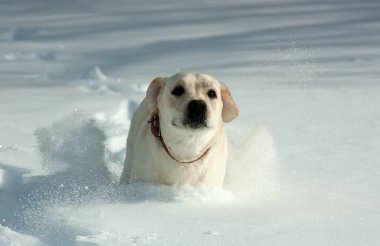 Karda koşan Golden Retriever