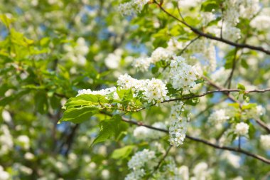 Çiçek açan kuş kirazlı arka planda bir dal 