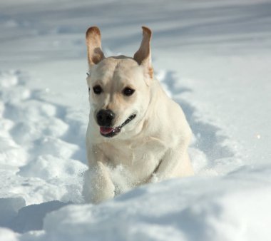 Karda koşan Golden Retriever