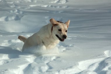 Golden Retriever kar çayırında koşar