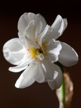 Beyaz narsisli, karanlık arka planda. Makro
