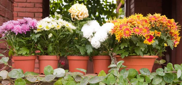 Plastik kaplarda renkli kasımpatılar