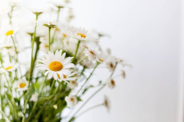  Açık arkaplanda bir buket papatya yakın plan.