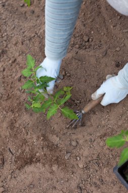 Seraya domates eken kadınların yakın plan fotoğrafları.