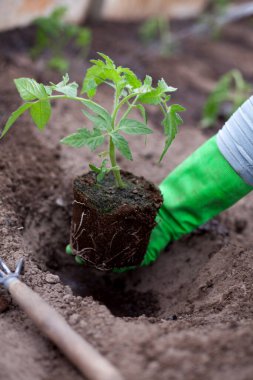 Kadın çiftçi domates fidelerini seraya naklediyor.