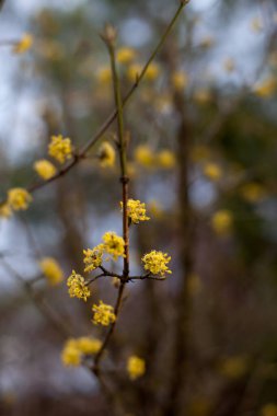 Cornelian kirazı, Avrupa korneli veya Cornelian kiraz ağacı (Cornus mas)