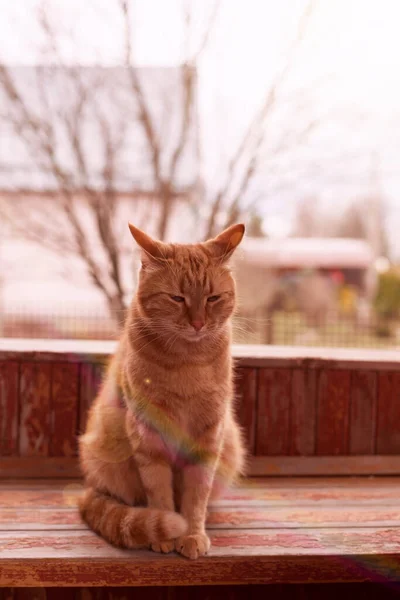 Portret Van Rode Kat Van Noors Bosras Houten Veranda Buiten — Stockfoto