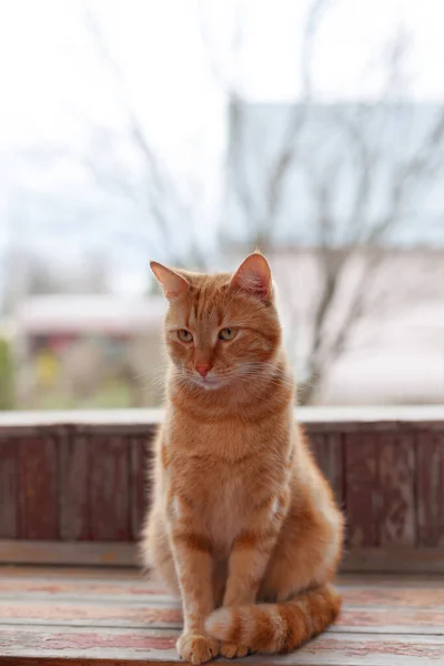 Portret Van Rode Kat Van Noors Bosras Houten Veranda Buiten — Stockfoto