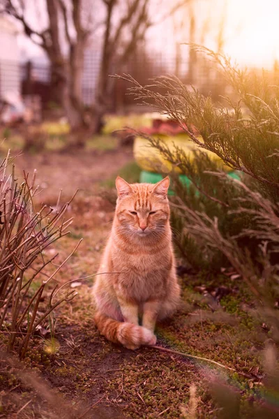 Rote Katze Frühling Garten Strahlen Der Untergehenden Sonne — Stockfoto