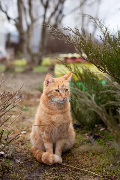 Porträt Der Roten Katze Der Norwegischen Waldkatze Auf Spaziergang Garten — Stockfoto