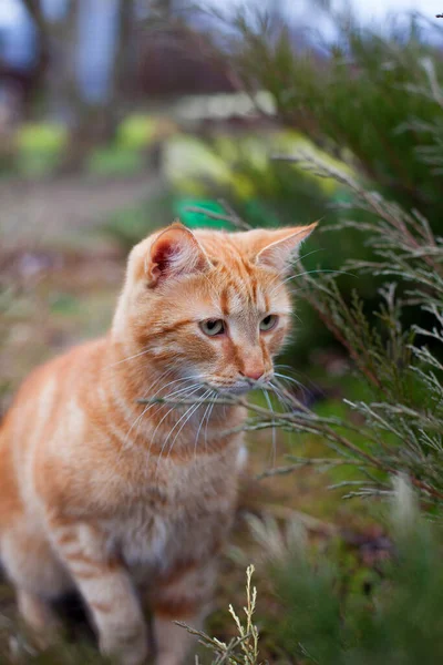 Porträt Der Roten Katze Der Norwegischen Waldkatze Auf Der Jagd — Stockfoto