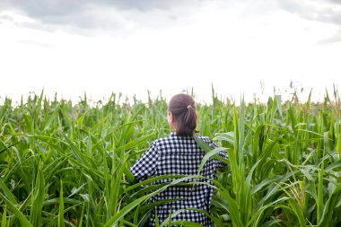 Yaşlı bir kadın mısır tarlasında dikiliyor, geri çekiliyor ve uzaklara bakıyor.