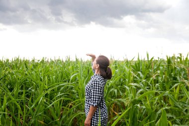 Yaşlı bir kadın mısır tarlasında dikiliyor ve uzaklara bakıyor.