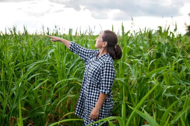 Olgun bir kadın mısır tarlasında dikiliyor ve onu inceliyor.