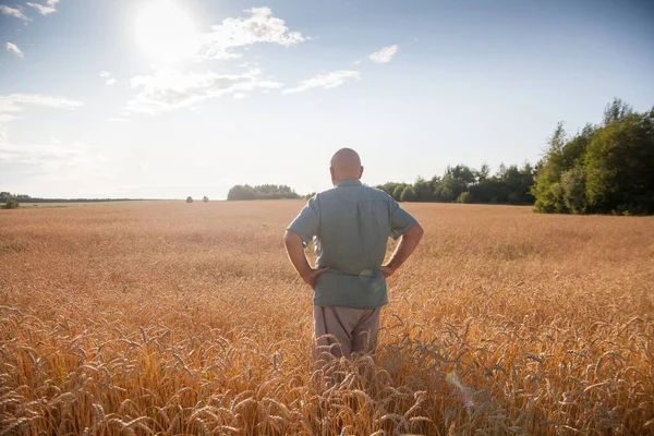 Anziano Maschio Contadino Piedi Indietro Grano Fiel — Foto Stock