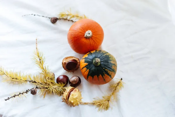 Outono Ainda Vida Com Folhas Amarelas Frutas Fundo Branco — Fotografia de Stock