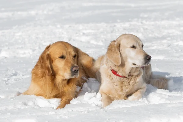 Dos Golden retriever - cachorro — Foto de Stock
