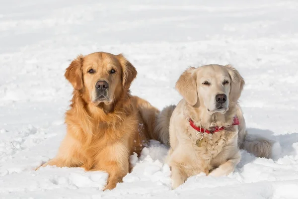 Dwa Golden retriever - szczeniak — Zdjęcie stockowe