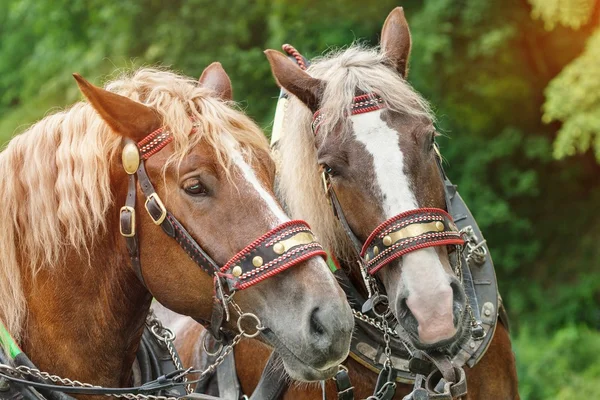 De hoofden van twee bruine paarden — Stockfoto