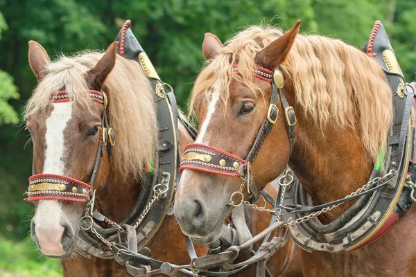 De hoofden van twee bruine paarden — Stockfoto