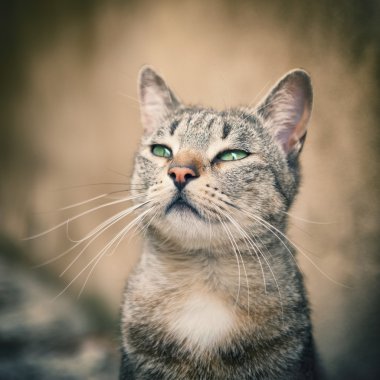 Güzellik çizgili kedi