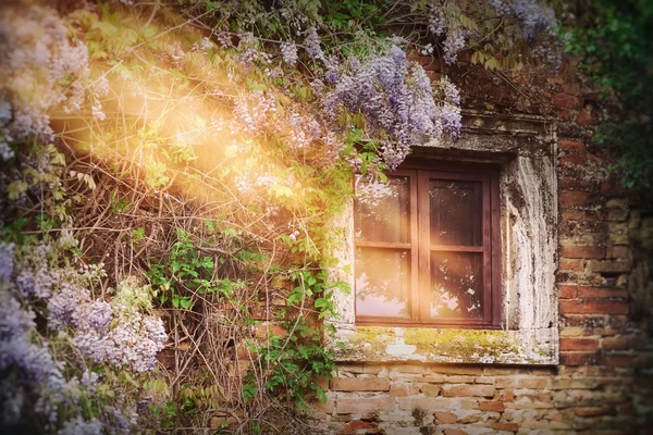 Curling flowering nearby the wall on the facade of country house — Stock Photo, Image