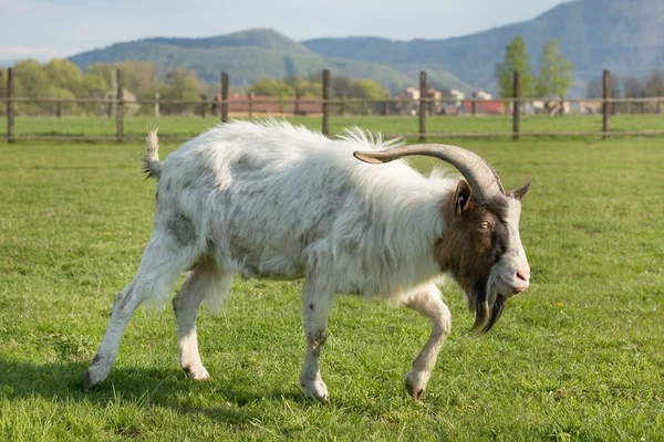 Chèvre au pâturage — Photo