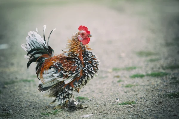 A kis bozontos tyúkok — Stock Fotó