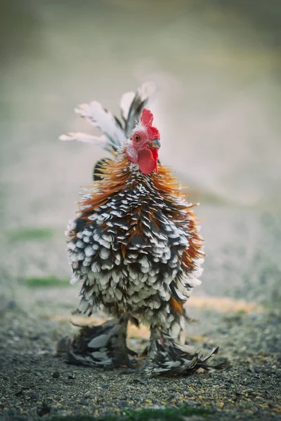 Small shaggy hens — Stock Photo, Image