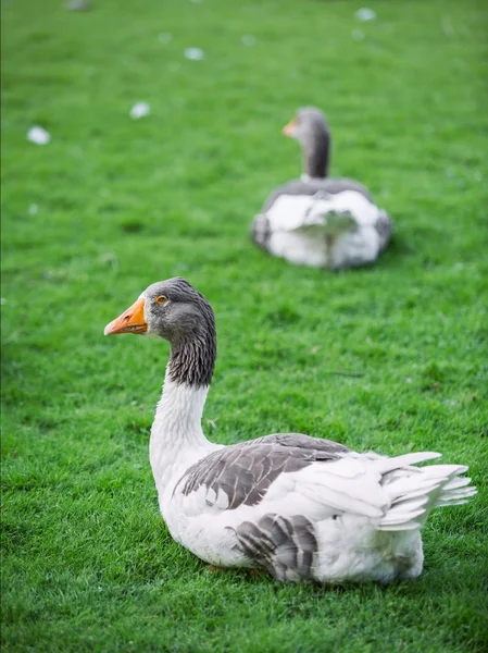 Grey goose - gęsi pomorskie — Zdjęcie stockowe