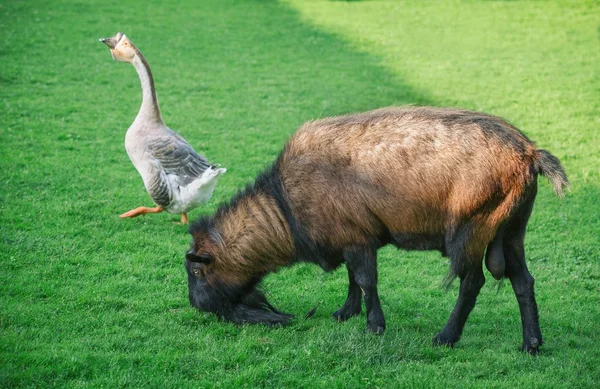 Cabras en pastos verdes —  Fotos de Stock