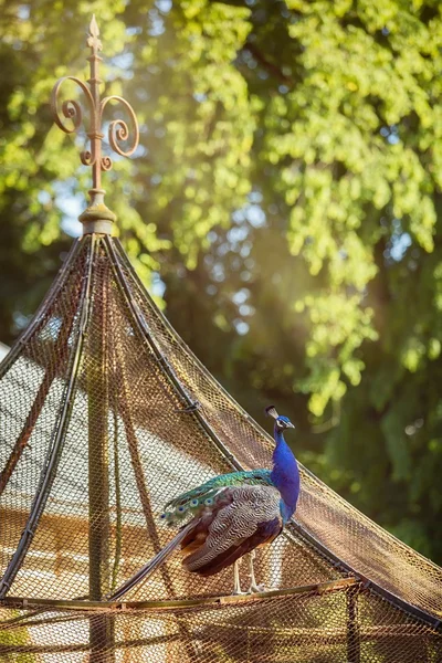 Pavão em toda a sua glória — Fotografia de Stock