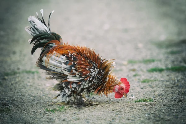 Gallinas pequeñas shaggy — Foto de Stock