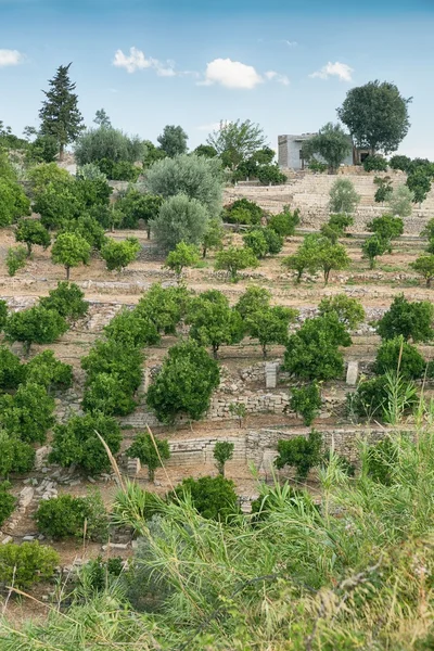 Huerto en la isla de Sicilia, Italia — Foto de Stock