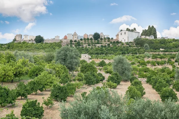 Obstgarten auf der Insel Sizilien, Italien — Stockfoto