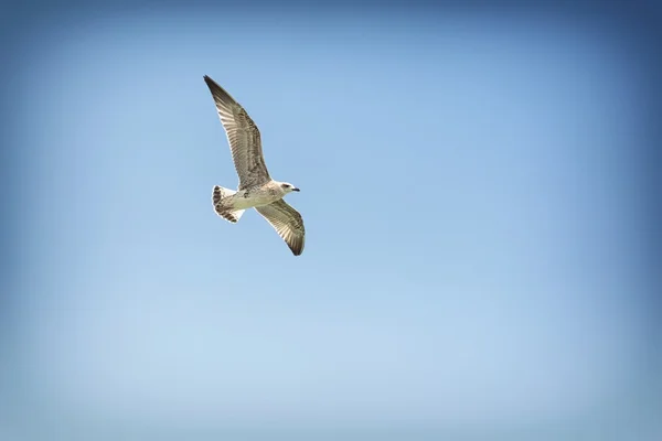 Un gabbiano che vola nel cielo blu — Foto Stock