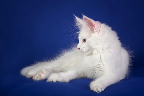 Gatito gato mascota — Foto de Stock