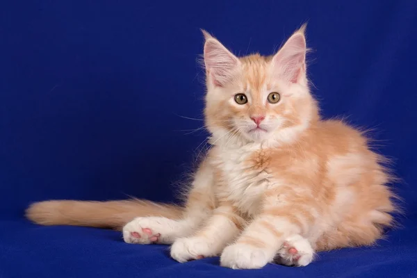 Gattino gatto domestico — Foto Stock