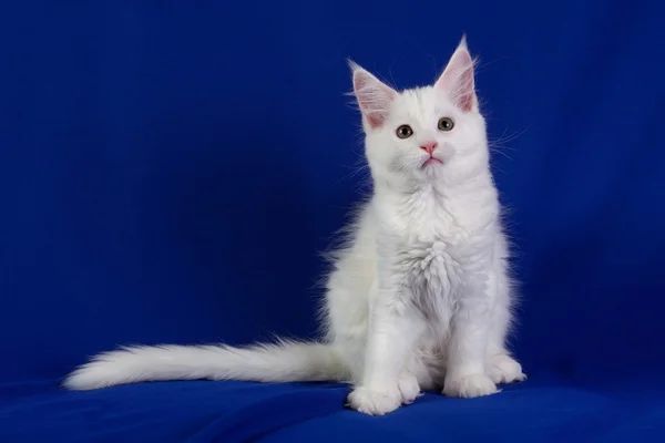 Gatinho gato de estimação — Fotografia de Stock