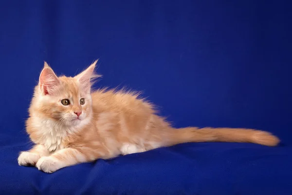 Gatinho gato de estimação — Fotografia de Stock