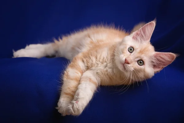 Katzenkätzchen — Stockfoto