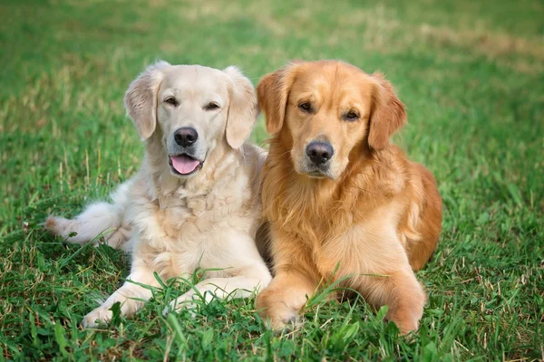 Portret van twee jonge schoonheid honden — Stockfoto