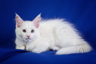 yavru kedi evcil kedi