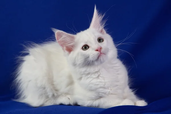 Gatinho gato de estimação — Fotografia de Stock