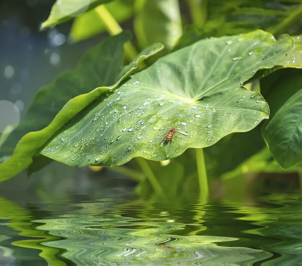 Wasp op groen blad — Stockfoto