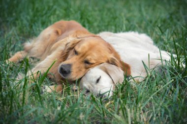 İki köpek yalan söylüyor.