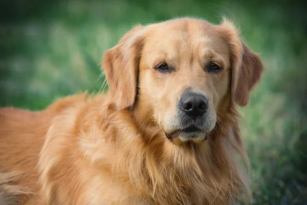 肖像画の若い美しさの犬 — ストック写真